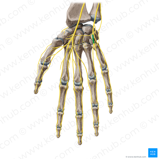 Common palmar digital branch of ulnar nerve (#20466)