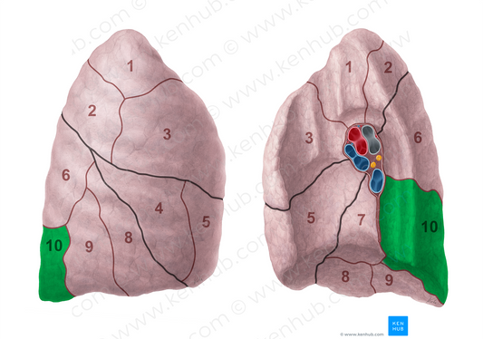 Posterior basal segment of right lung (#20697)