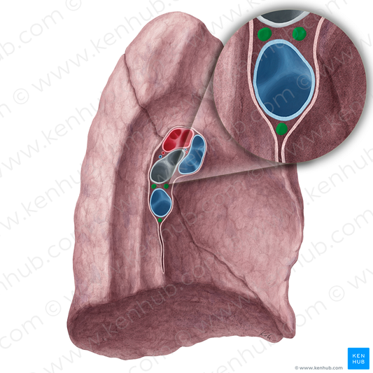 Bronchopulmonary lymph nodes (#21484)