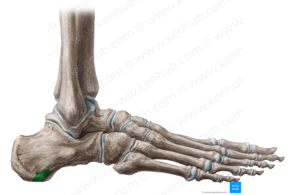 Lateral process of calcaneal tuberosity (#8213)