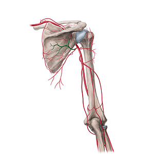 Circumflex scapular artery (#18975)