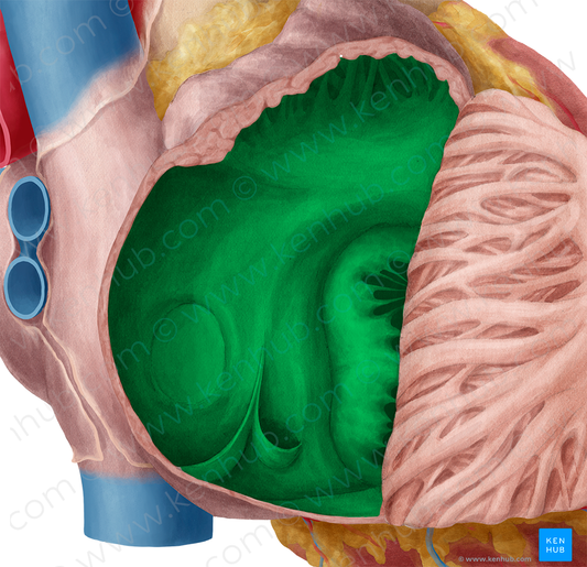 Right atrium of heart (#2110)