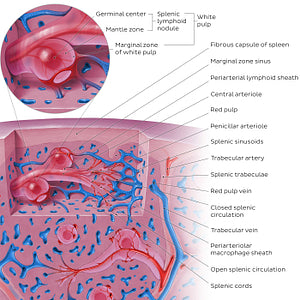 Spleen microcirculation (English)