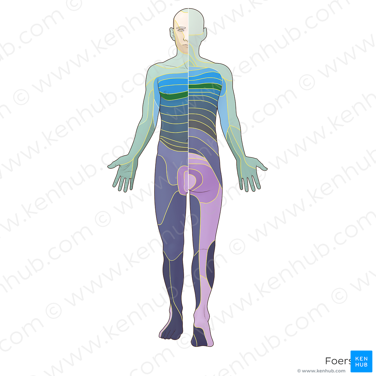 T5 dermatome (#20876)