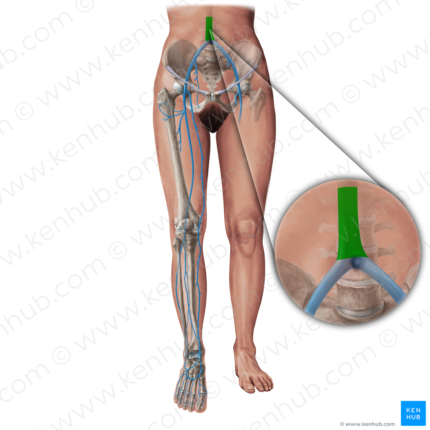 Inferior vena cava (#19412)