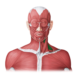 Scalene muscles (#18739)