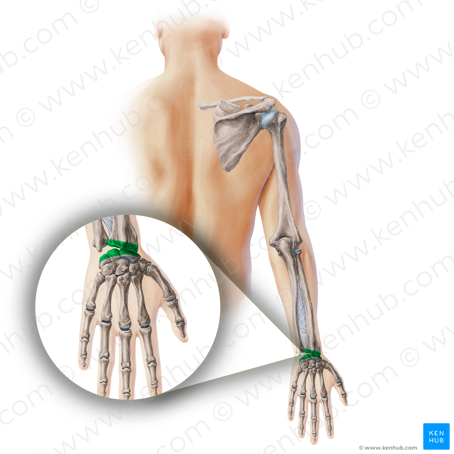 Radiocarpal joint (#19894)