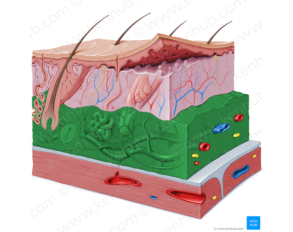 Subcutaneous tissue (#9195)