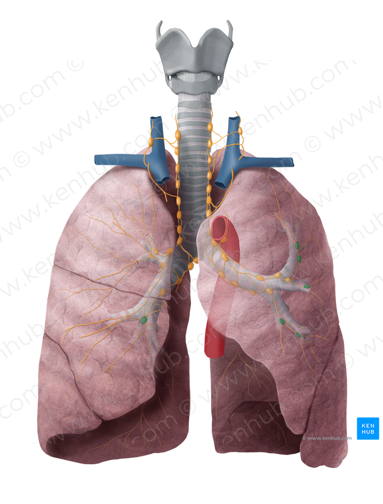 Intrapulmonary lymph nodes (#7042)