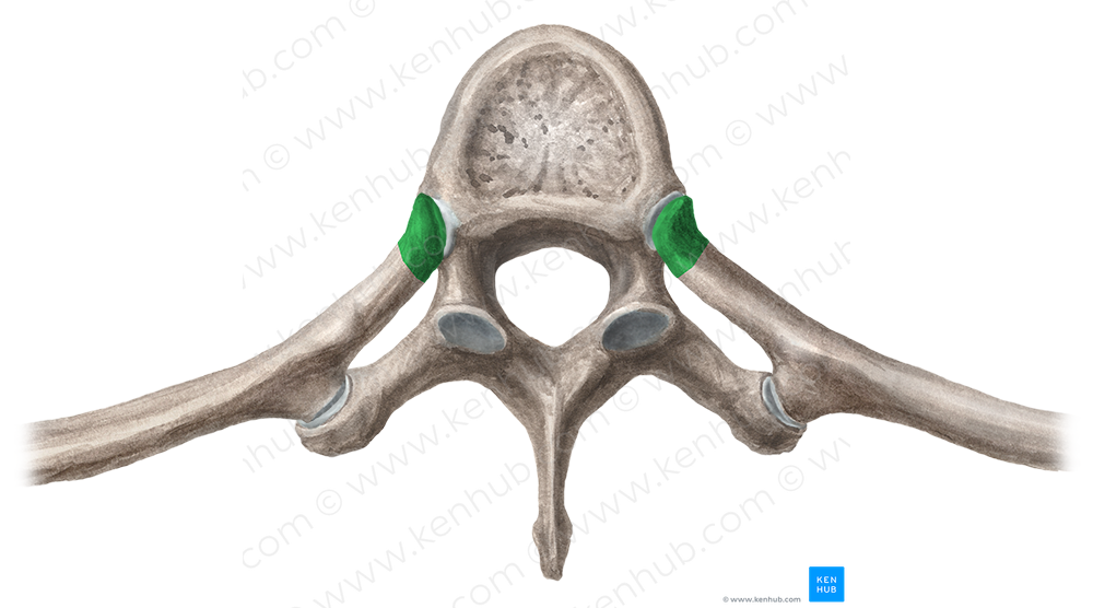 Head of rib (#2379)