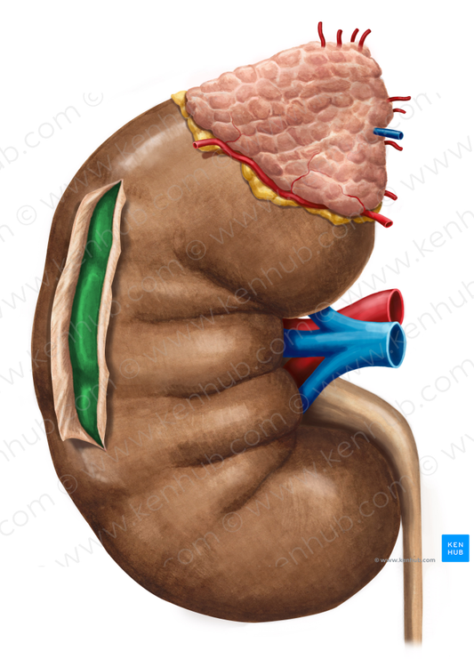 Renal cortex (#3038)