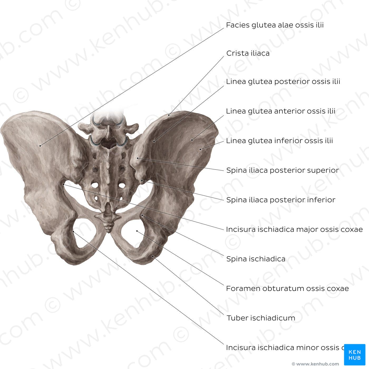 Bony pelvis (posterior view) (Latin)