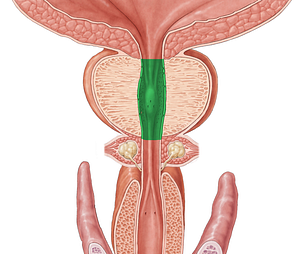 Prostatic part of urethra (#7766)