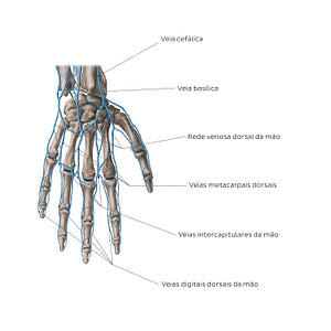 Veins of the hand: Dorsal view (Portuguese)