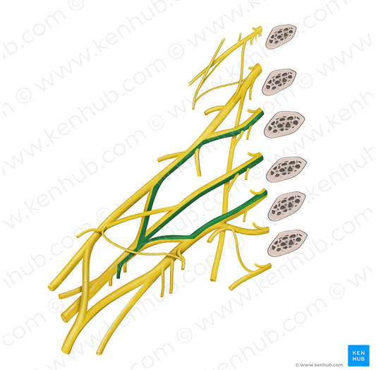 Thoracodorsal nerve (#6811)