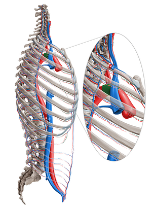 Aortic arch (#825)