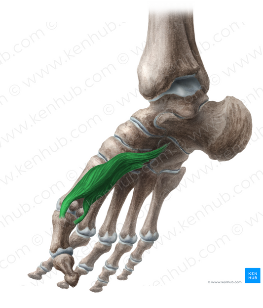 Flexor hallucis brevis muscle (#5377)