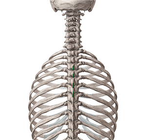 Spinous processes of vertebrae T3-T6 (#8276)