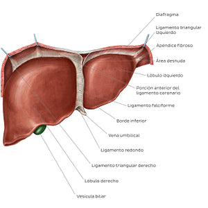 Anterior view of the liver (Spanish)