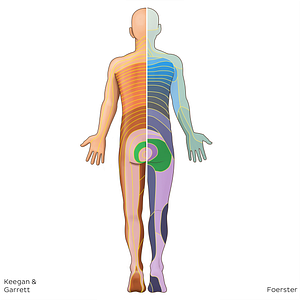 S3 dermatome (#20780)