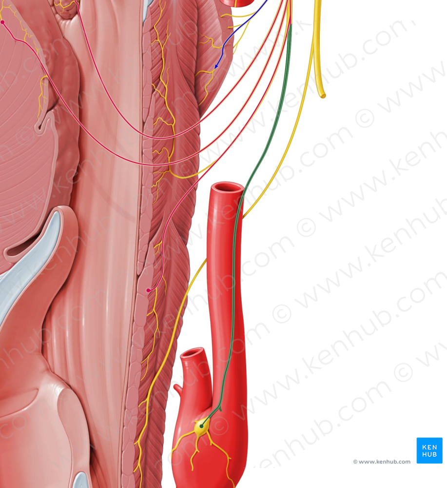 Carotid sinus nerve (#8799)