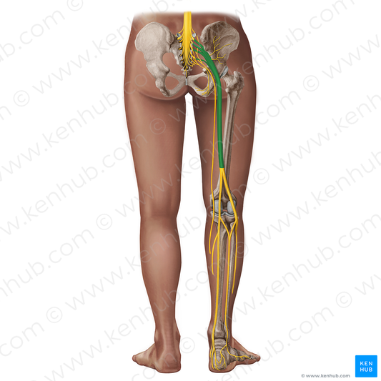 Sciatic nerve (#18294)