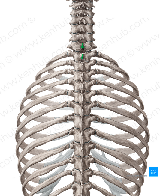 Spinous processes of vertebrae C7-T1 (#8254)