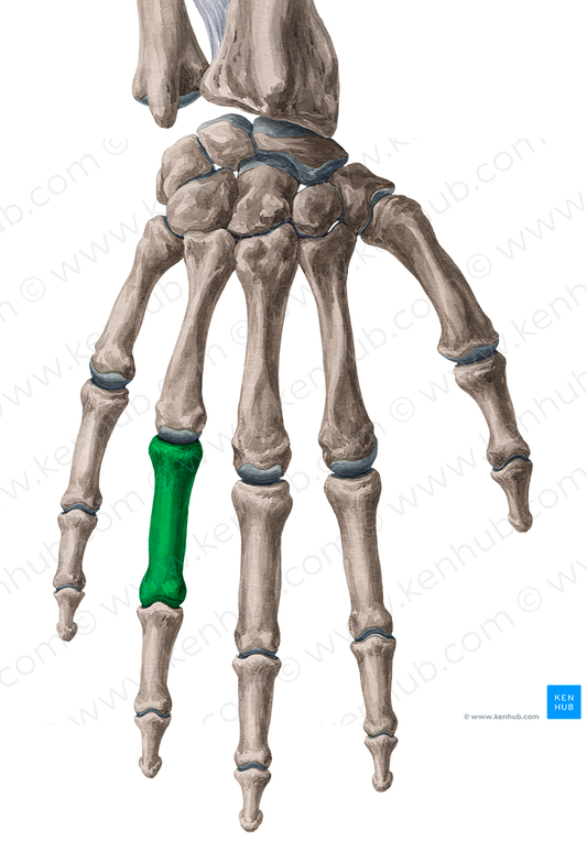 Fourth proximal phalanx of the hand (#7929)