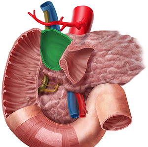 Superior part of duodenum (#7795)