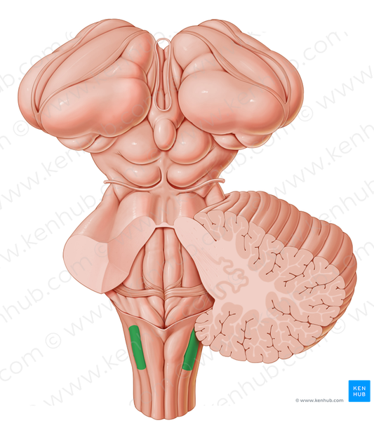 Cuneate tubercle (#9721)