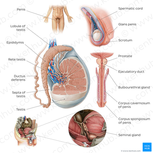 Male reproductive system (English)