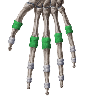 Metacarpophalangeal joints (#2059)