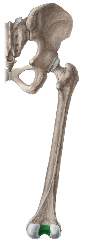 Intercondylar fossa of femur (#3856)