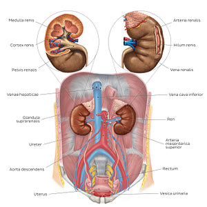Urinary system - Overview (Latin)