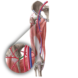 Lateral circumflex femoral artery (#19599)