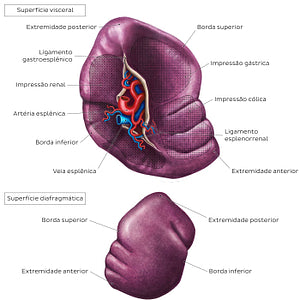 Surface anatomy of the spleen (Portuguese)