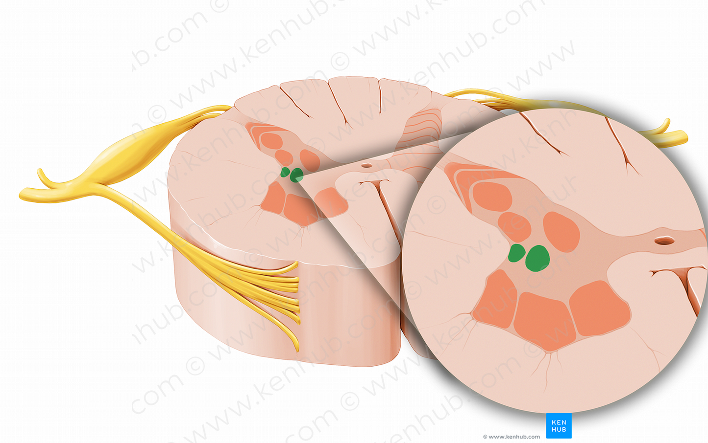 Intermediolateral nucleus (#12037)