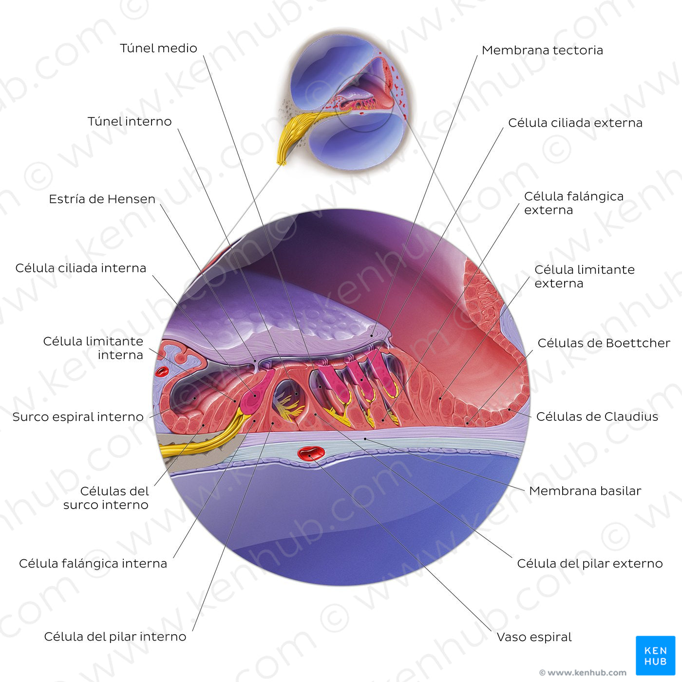 Cochlear duct/spiral organ: cross section (Spanish)