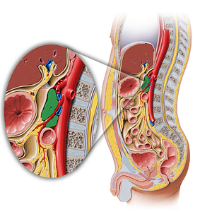 Pancreas (#7608)