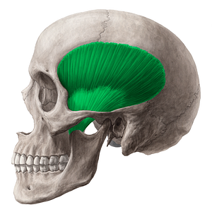 Temporalis muscle (#6064)