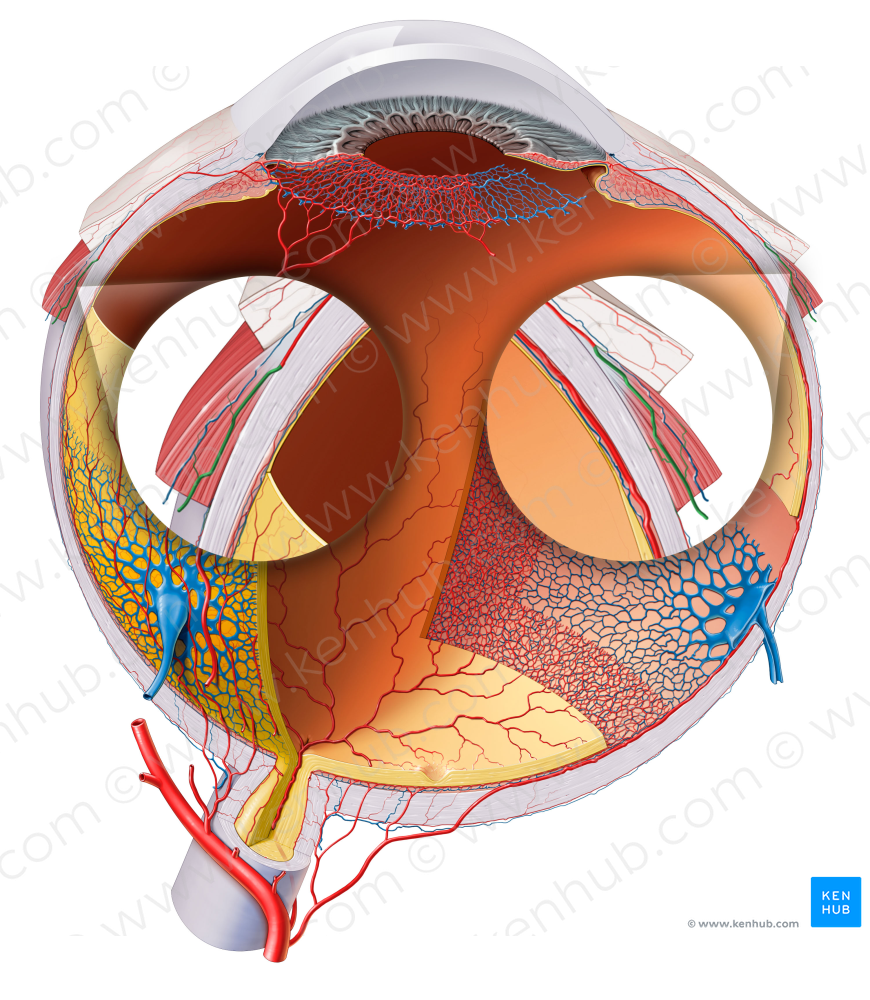 Muscular branches of ophthalmic artery (#8509)