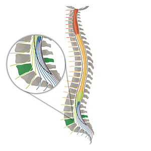 Vertebra L4 (#16117)