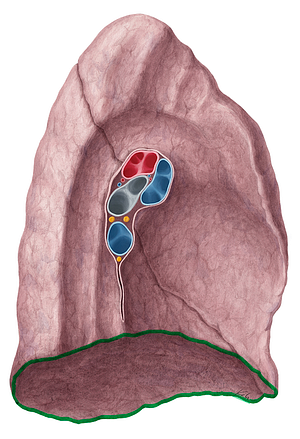 Inferior border of lung (#21469)