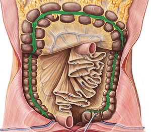 Teniae coli (#9403)