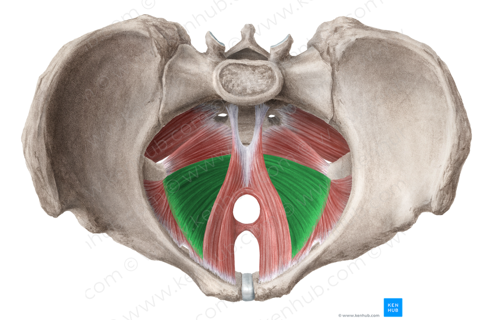 Iliococcygeus muscle (#5455)