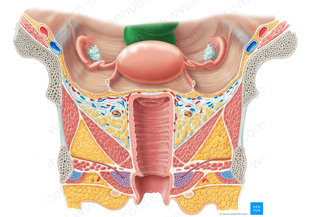 Rectum (#8881)