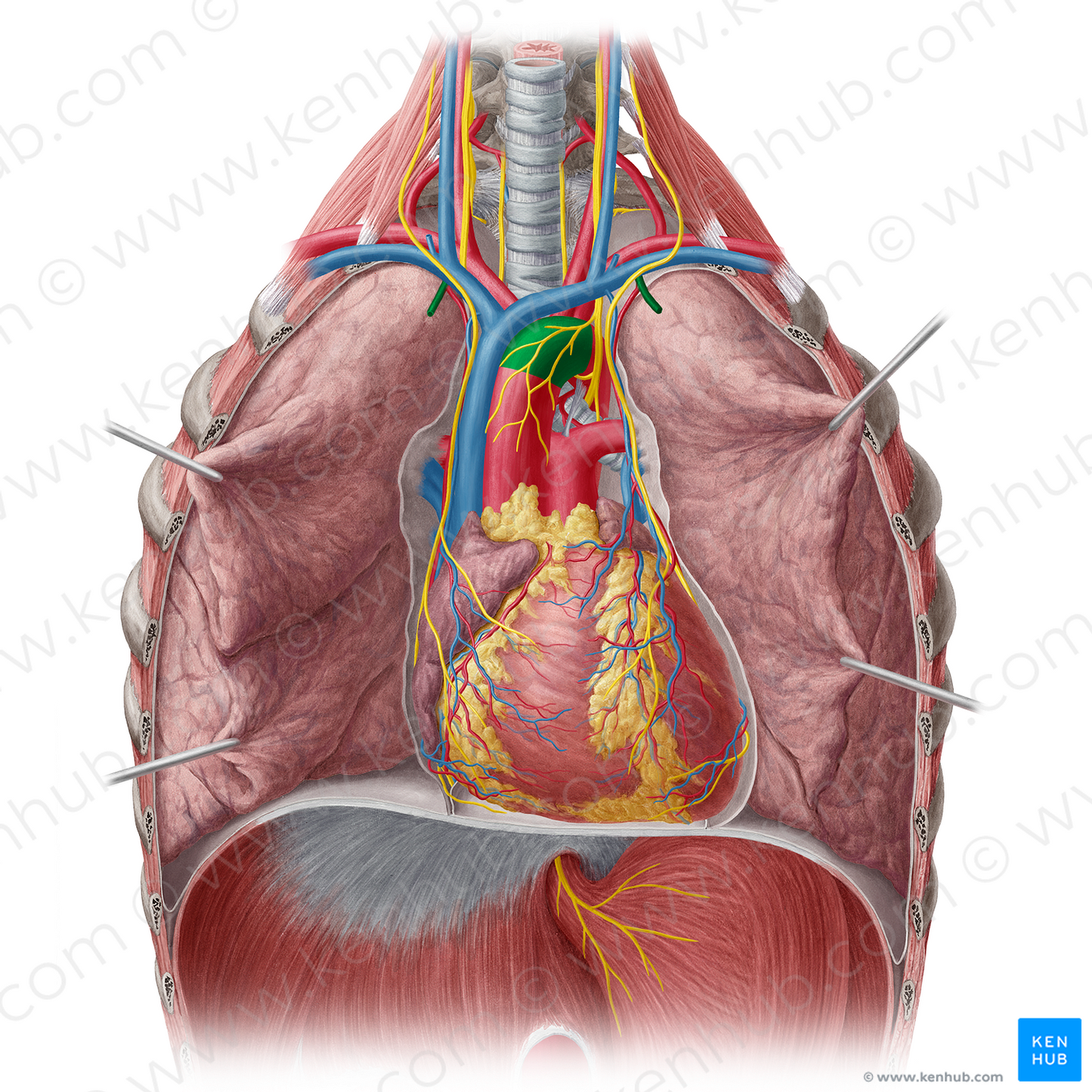 Aortic arch (#818)