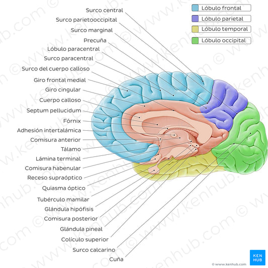 Medial view of the brain (Spanish)