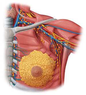 Perforating branches of internal thoracic artery (#8533)