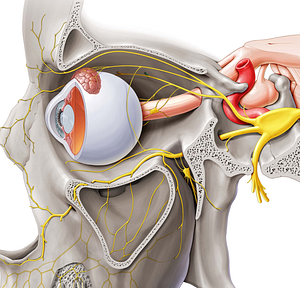 Posterior ethmoidal nerve (#6399)